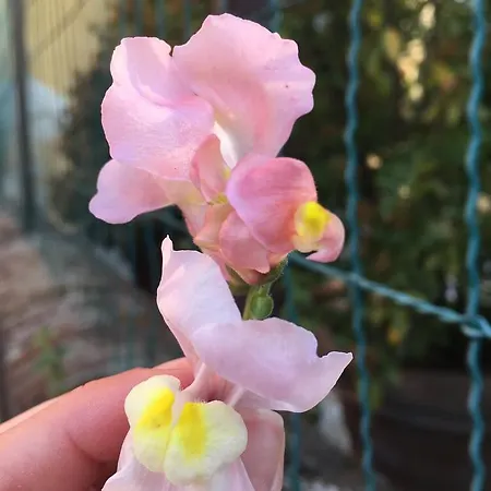 卢卡佛拉住宿加早餐旅馆 住宿加早餐酒店 卡潘诺里